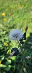Sonchus oleraceus