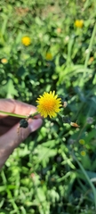Sonchus oleraceus