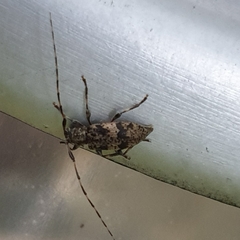 Leiopus femoratus