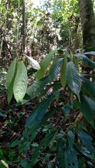 Actinodaphne