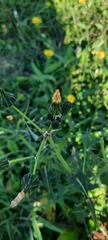 Sonchus oleraceus