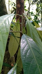 Actinodaphne