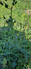 Sonchus oleraceus