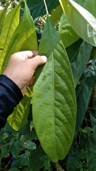 Actinodaphne
