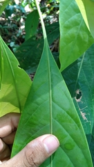 Actinodaphne