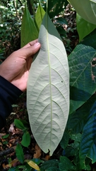 Actinodaphne