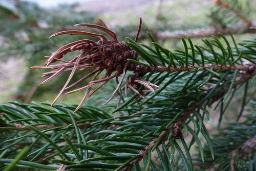 Pineapple-gall Adelgid photo 3