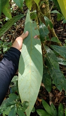 Actinodaphne