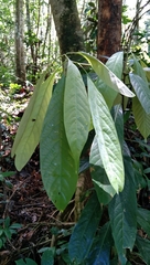 Actinodaphne