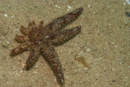 Coscinasterias calamaria