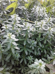Galium mollugo