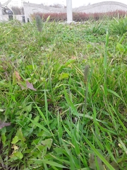 Phleum pratense