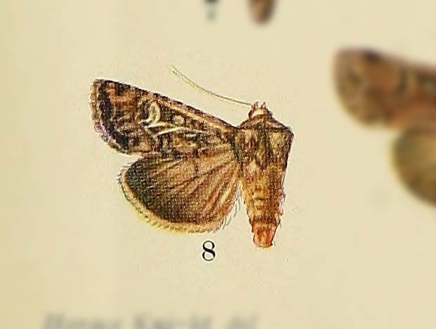 Euxoa fissa