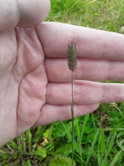 Phleum pratense