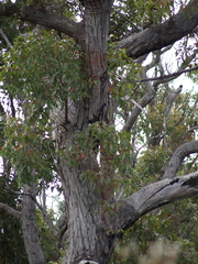 Eucalyptus marginata marginata