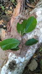 Dipterocarpus