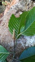 Dipterocarpus