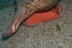 Africofusus ocelliferus