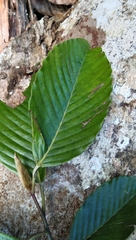 Dipterocarpus