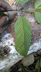 Dipterocarpus