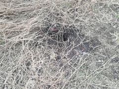 Spermophilus citellus