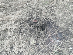 Spermophilus citellus