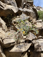 Mentzelia pachyrhiza