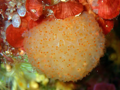 Pseudodistoma cyrnusense