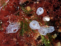 Pycnoclavella atlantica