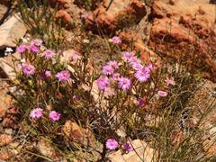 Lampranthus mutans