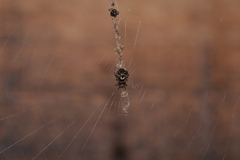 Cyclosa vallata