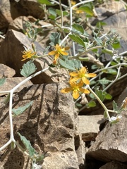 Mentzelia pachyrhiza