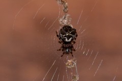 Cyclosa vallata
