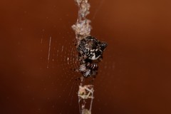 Cyclosa vallata