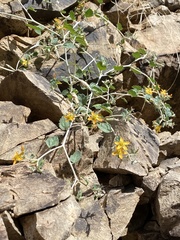 Mentzelia pachyrhiza