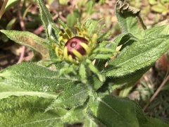 Asteraceae