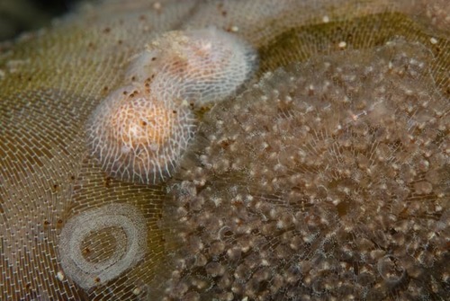 Corambe sp-a