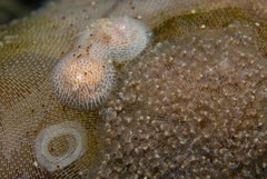 Corambe sp-a