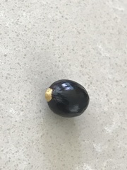 Angiospermae