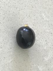 Angiospermae