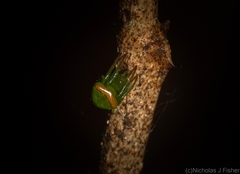 Araneus cyrtarachnoides