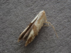Argyresthia sorbiella