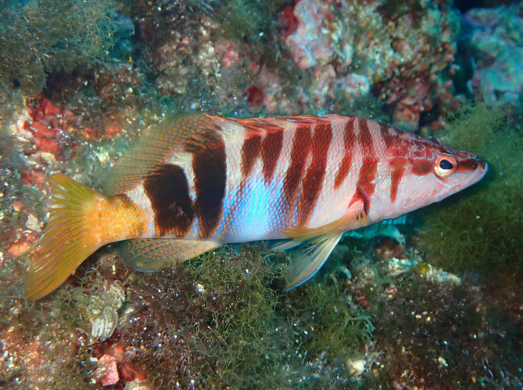 (Serranus) Marine Life Identification