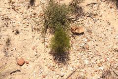 Dicerothamnus adpressus