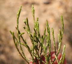 Dicerothamnus adpressus