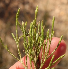 Dicerothamnus adpressus