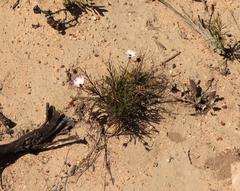 Dimorphotheca montana