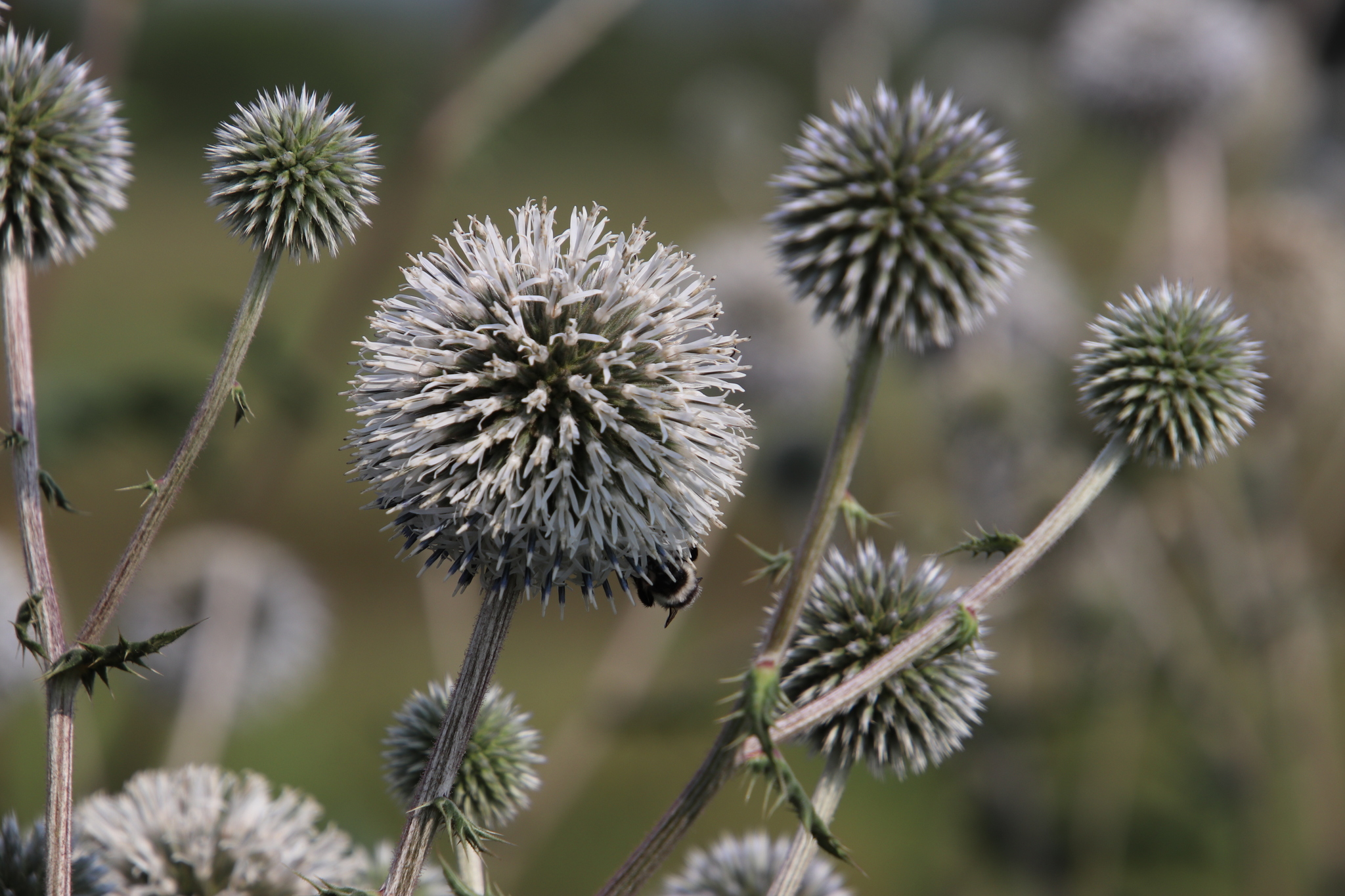 Echinops sphaerocephalus