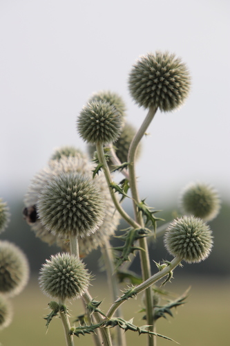 Glandular Globe-thistle