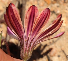 Dimorphotheca montana